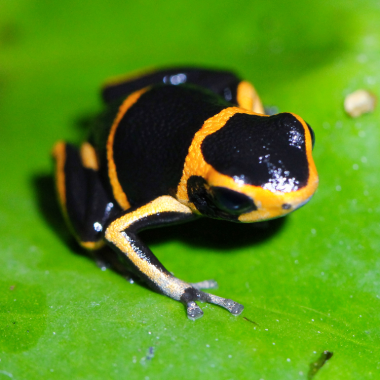Ranitomeya summersi Juvenile