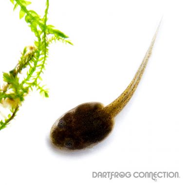 Ameerega TRIVITATTA  Lower Huallaga Valley Tadpole