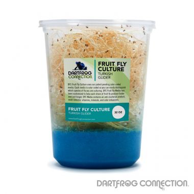 DFC Turkish Glider Fruit Fly Culture 