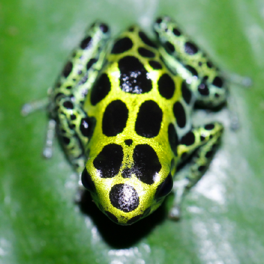 Ranitomeya variabilis highland