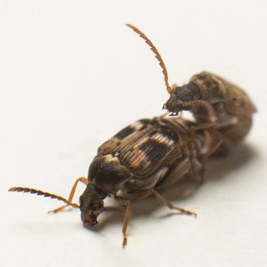 DFC Bean Beetle Culture